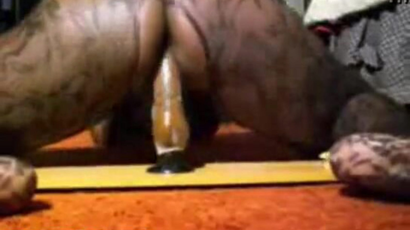 Bootylicious african honey rides her plaything